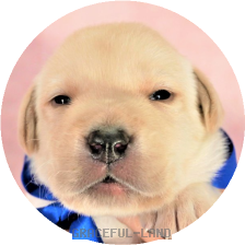 ラブラドールの子犬情報 グレイスフルランド ラブラドールレトリバーといっしょに暮らそう 子犬の分譲販売 交配 ブリーダー ラブラドールの子犬情報 グレイスフルランド ラブラドールレトリバーといっしょに暮らそう 子犬の分譲販売 交配 ブリーダー